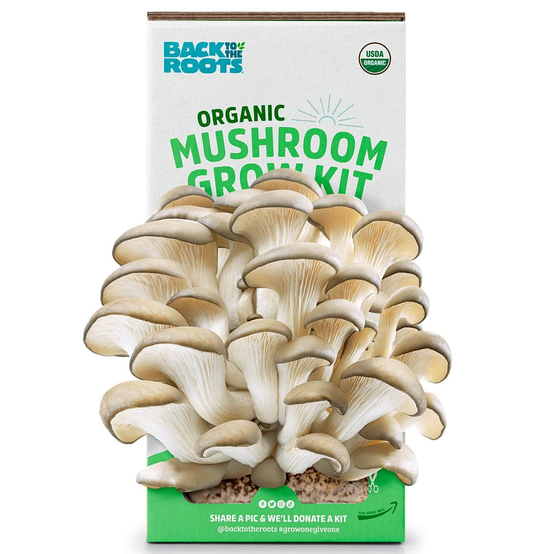 3 Best Mushroom Growing Kits for Beginners: Ultimate Guide for 2024