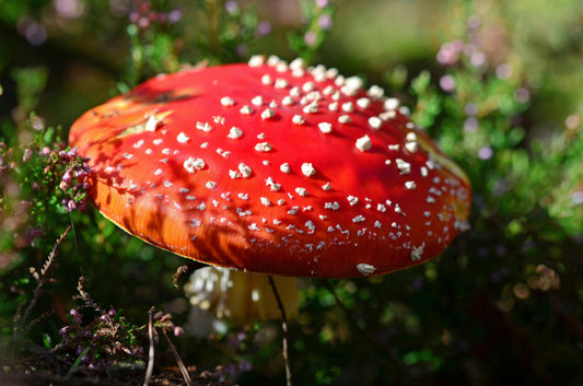 Discover 9 Common Backyard Mushrooms