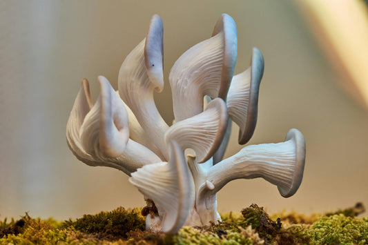 How Much Can You Sell Oyster Mushrooms For [2024]