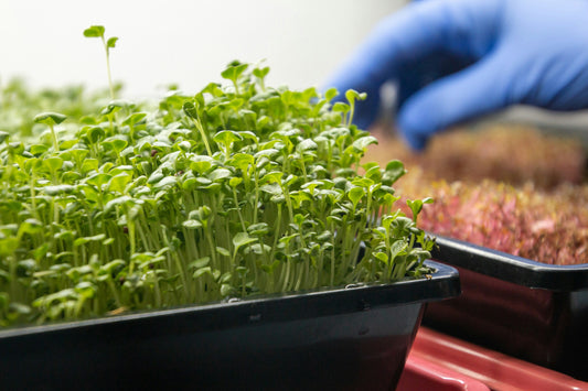 How Much Can You Sell Microgreens For? Most Profitable Microgreens to Grow