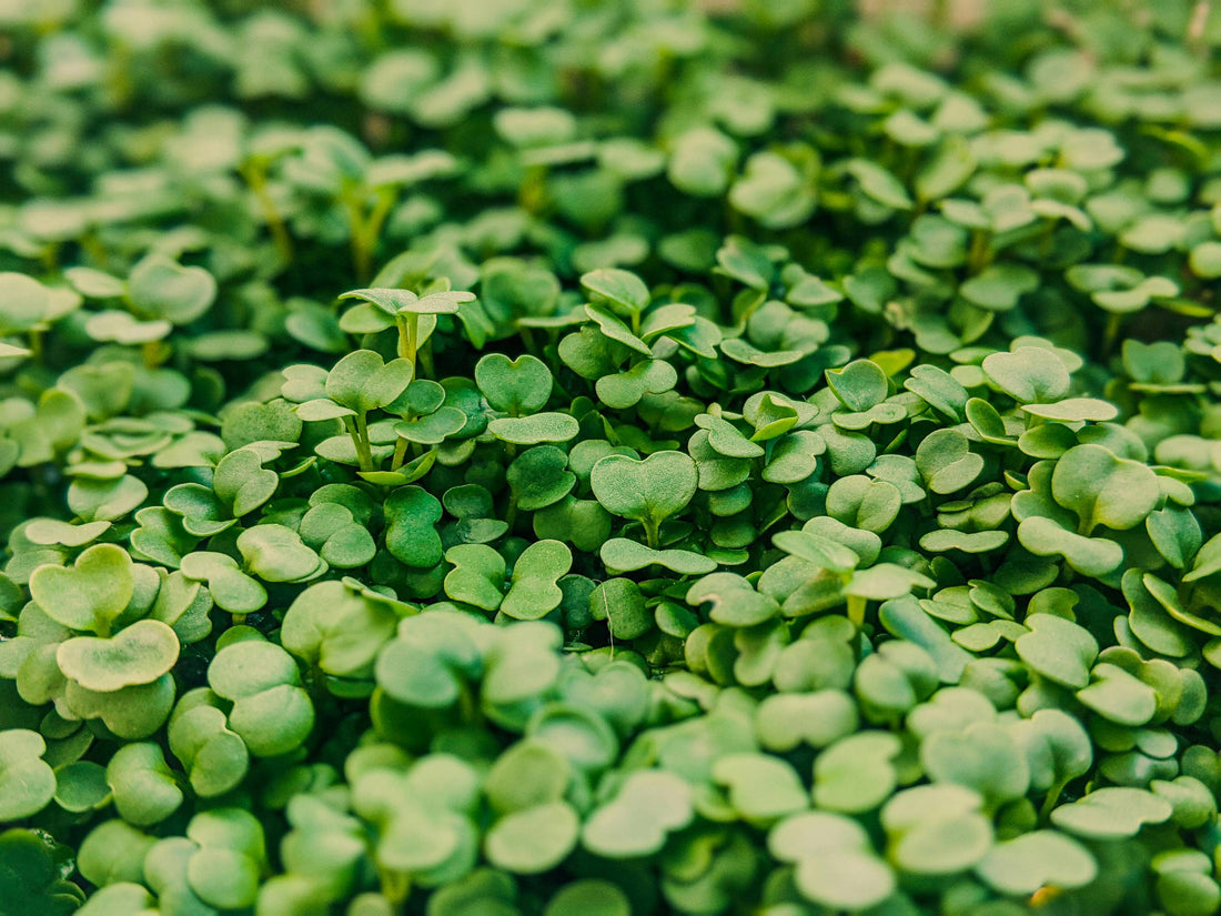 How to Grow Microgreens? Ultimate Guide for 2024